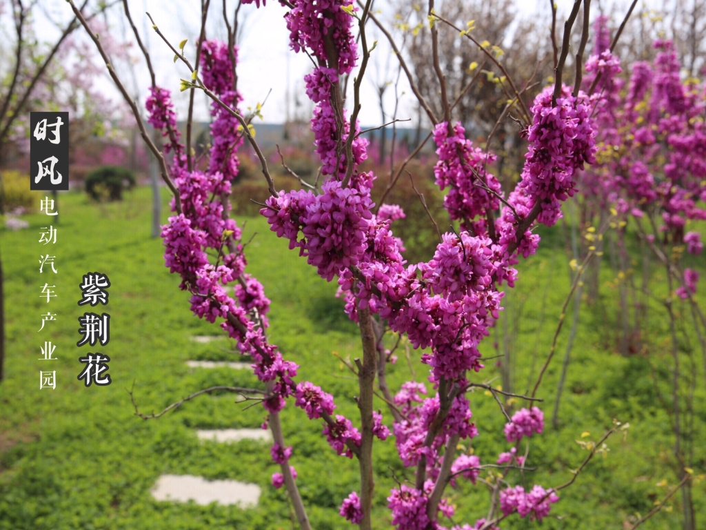 太阳集团tyc539电动工业园紫；；；